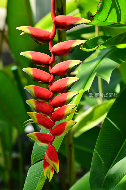 Heliconia /龙虾爪/巨嘴鸟峰